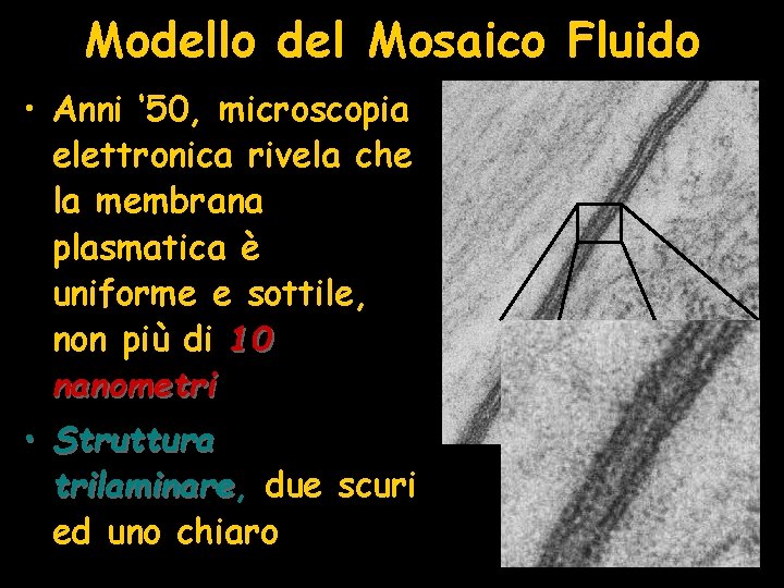 Modello del Mosaico Fluido • Anni ‘ 50, microscopia elettronica rivela che la membrana