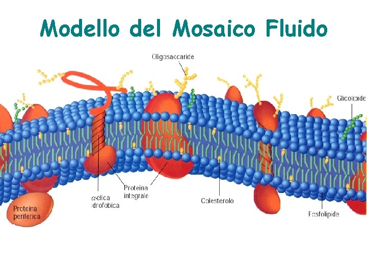 Modello del Mosaico Fluido 