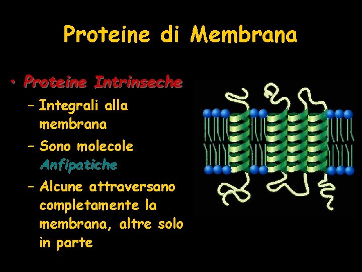 Proteine di Membrana • Proteine Intrinseche – Integrali alla membrana – Sono molecole Anfipatiche