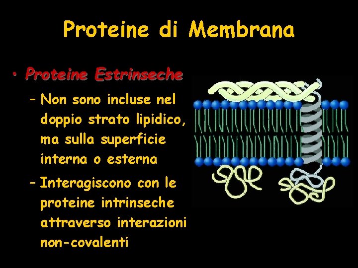 Proteine di Membrana • Proteine Estrinseche – Non sono incluse nel doppio strato lipidico,