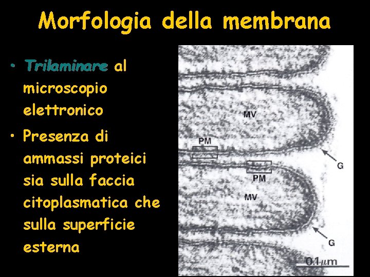 Morfologia della membrana • Trilaminare al microscopio elettronico • Presenza di ammassi proteici sia