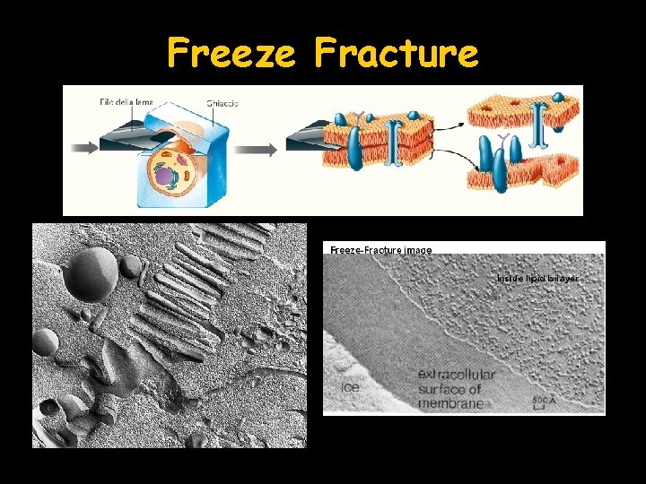 Freeze Fracture 