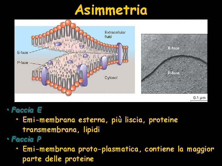 Asimmetria • Faccia E • Emi-membrana esterna, più liscia, proteine transmembrana, lipidi • Faccia