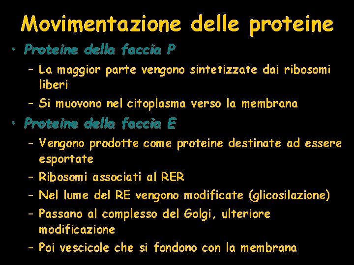 Movimentazione delle proteine • Proteine della faccia P – La maggior parte vengono sintetizzate