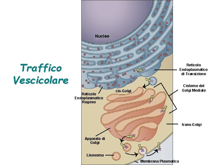 Nucleo Traffico Vescicolare Reticolo Endoplasmatico di Transizione Reticolo Endoplasmatico Rugoso Cisterne del Golgi Mediale