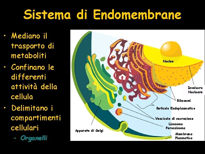 Sistema di Endomembrane • Mediano il trasporto di metaboliti Nucleo • Confinano le differenti