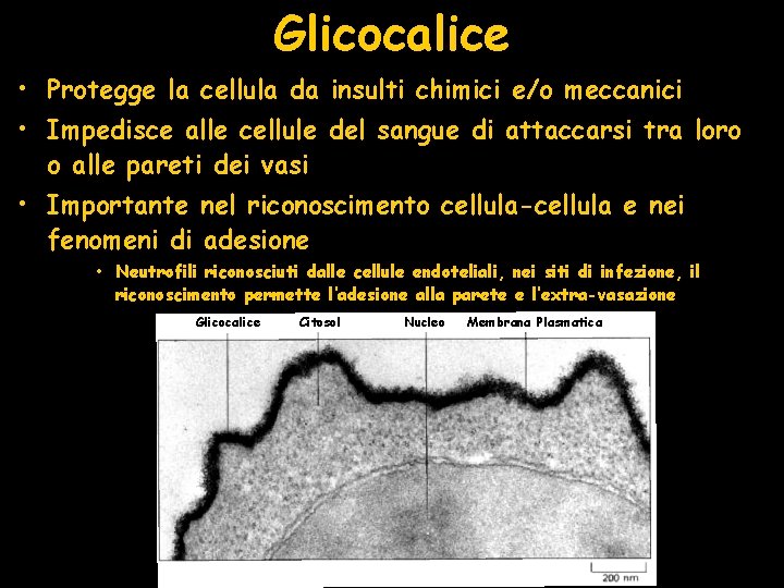 Glicocalice • Protegge la cellula da insulti chimici e/o meccanici • Impedisce alle cellule