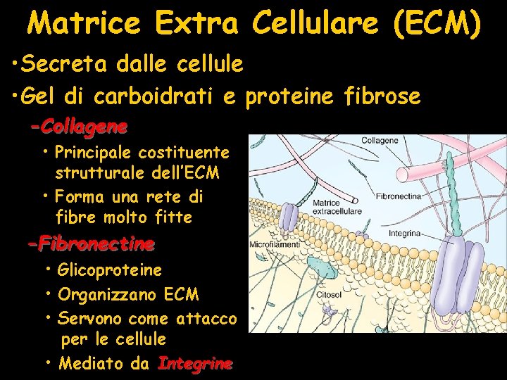 Matrice Extra Cellulare (ECM) • Secreta dalle cellule • Gel di carboidrati e proteine