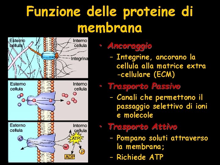 Funzione delle proteine di membrana • Ancoraggio – Integrine, ancorano la cellula alla matrice