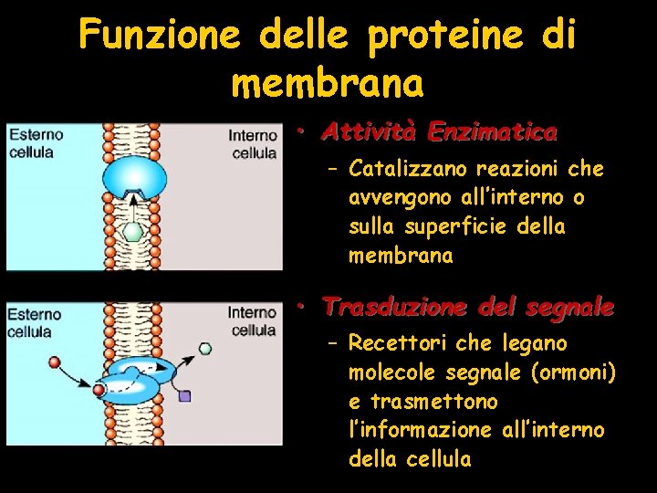 Funzione delle proteine di membrana • Attività Enzimatica – Catalizzano reazioni che avvengono all’interno