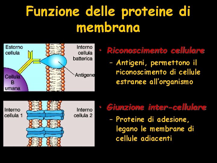 Funzione delle proteine di membrana • Riconoscimento cellulare – Antigeni, permettono il riconoscimento di