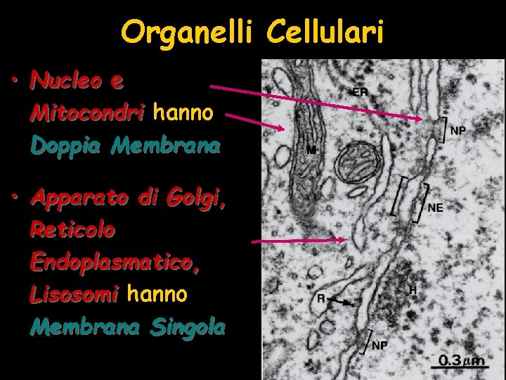 Organelli Cellulari • Nucleo e Mitocondri hanno Doppia Membrana • Apparato di Golgi, Reticolo