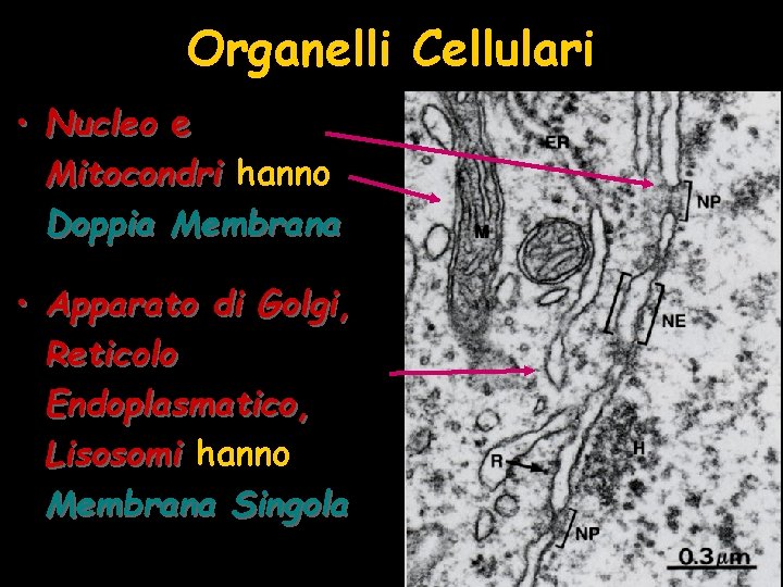 Organelli Cellulari • Nucleo e Mitocondri hanno Doppia Membrana • Apparato di Golgi, Reticolo