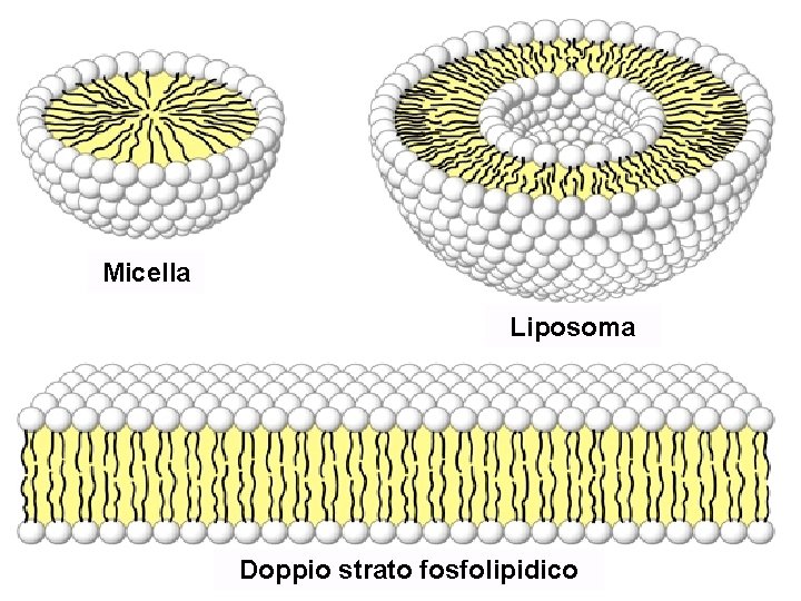 Micella Liposoma Doppio strato fosfolipidico 