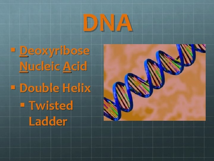 DNA § Deoxyribose Nucleic Acid § Double Helix § Twisted Ladder 