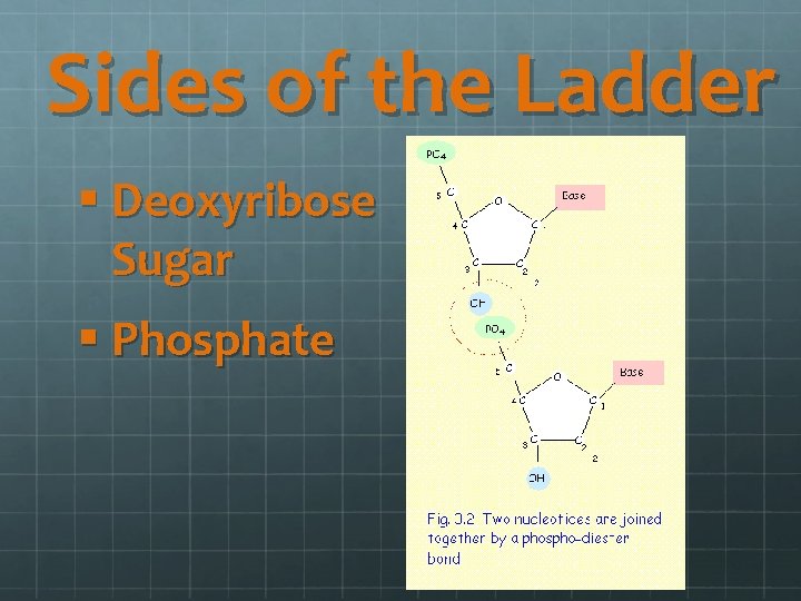 Sides of the Ladder § Deoxyribose Sugar § Phosphate 