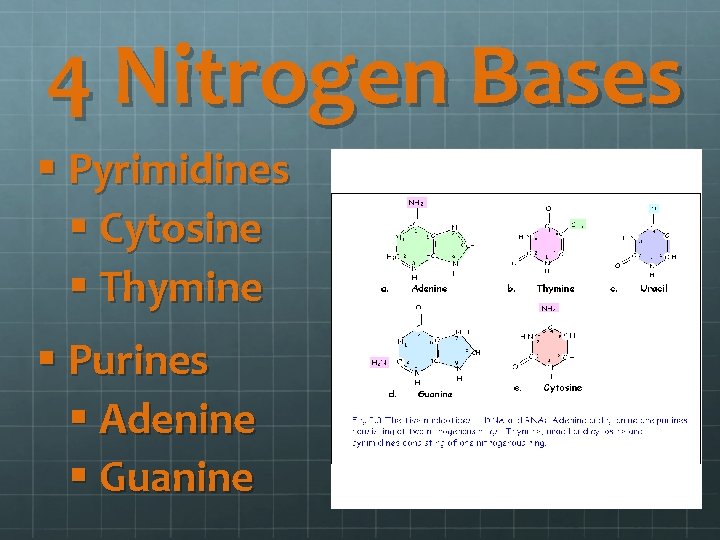 4 Nitrogen Bases § Pyrimidines § Cytosine § Thymine § Purines § Adenine §