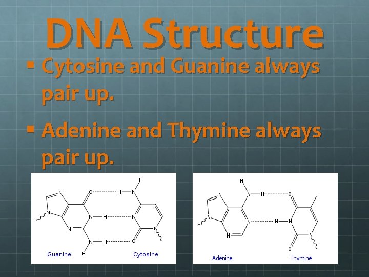 DNA Structure § Cytosine and Guanine always pair up. § Adenine and Thymine always