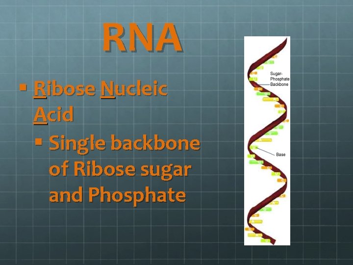 RNA § Ribose Nucleic Acid § Single backbone of Ribose sugar and Phosphate 