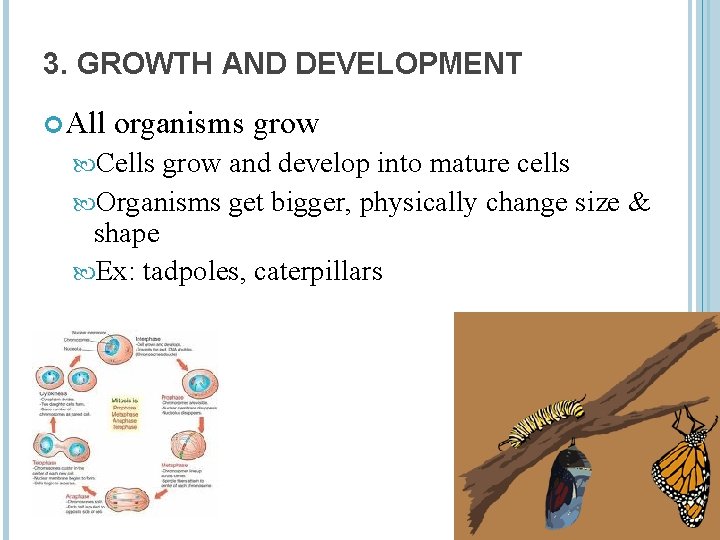 3. GROWTH AND DEVELOPMENT All organisms grow Cells grow and develop into mature cells