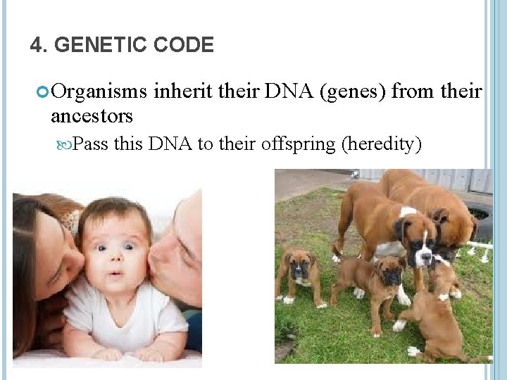 4. GENETIC CODE Organisms ancestors Pass inherit their DNA (genes) from their this DNA