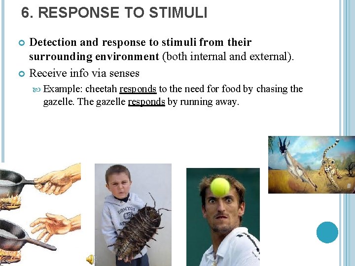 6. RESPONSE TO STIMULI Detection and response to stimuli from their surrounding environment (both