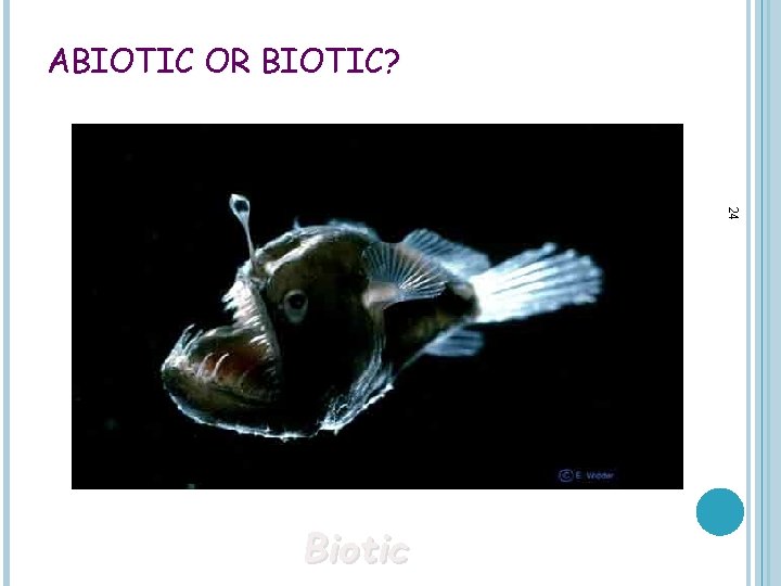 ABIOTIC OR BIOTIC? 24 Biotic 