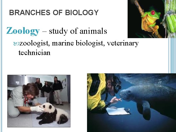 BRANCHES OF BIOLOGY Zoology – study of animals zoologist, technician marine biologist, veterinary 