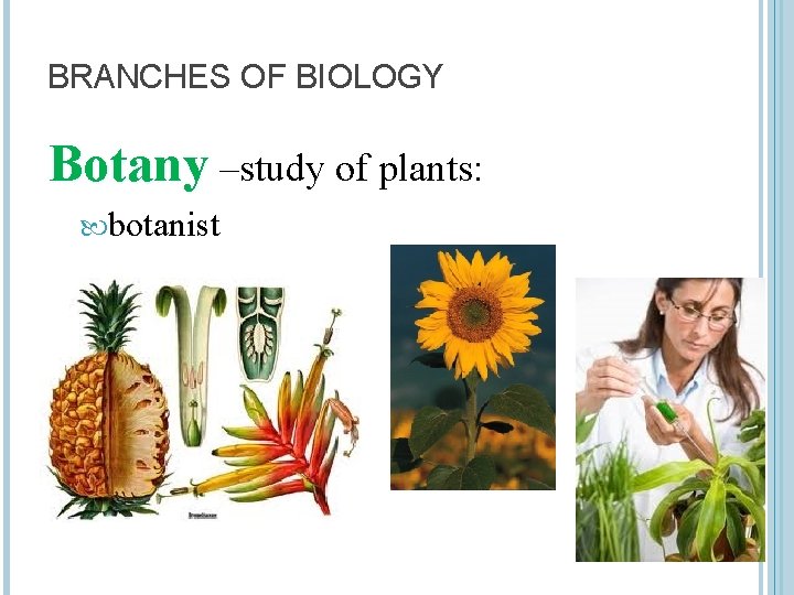 BRANCHES OF BIOLOGY Botany –study of plants: botanist 