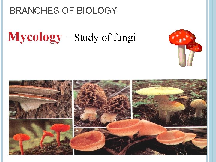 BRANCHES OF BIOLOGY Mycology – Study of fungi 