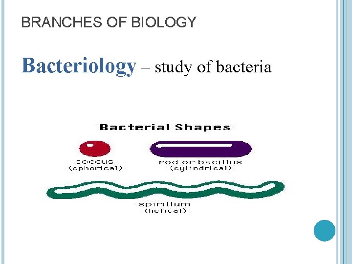 BRANCHES OF BIOLOGY Bacteriology – study of bacteria 