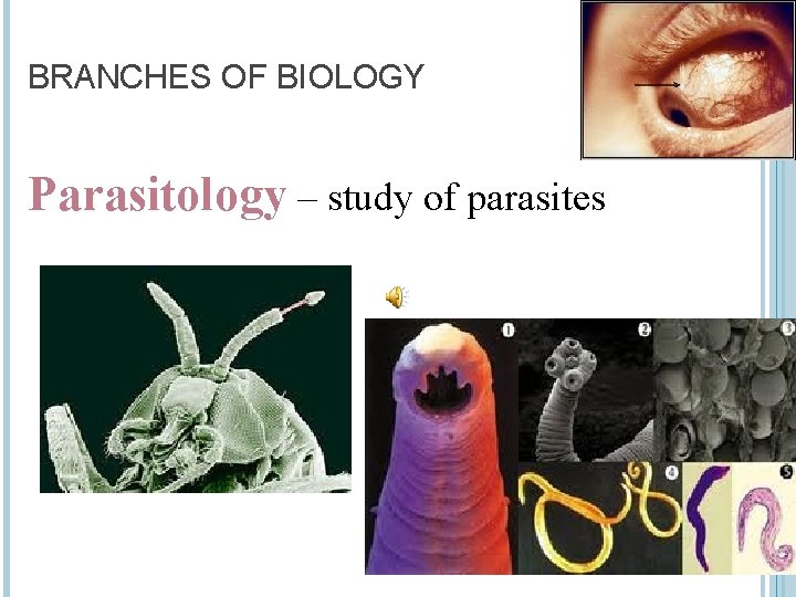 BRANCHES OF BIOLOGY Parasitology – study of parasites 