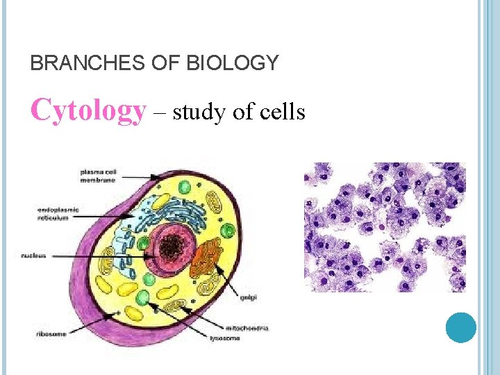 BRANCHES OF BIOLOGY Cytology – study of cells 