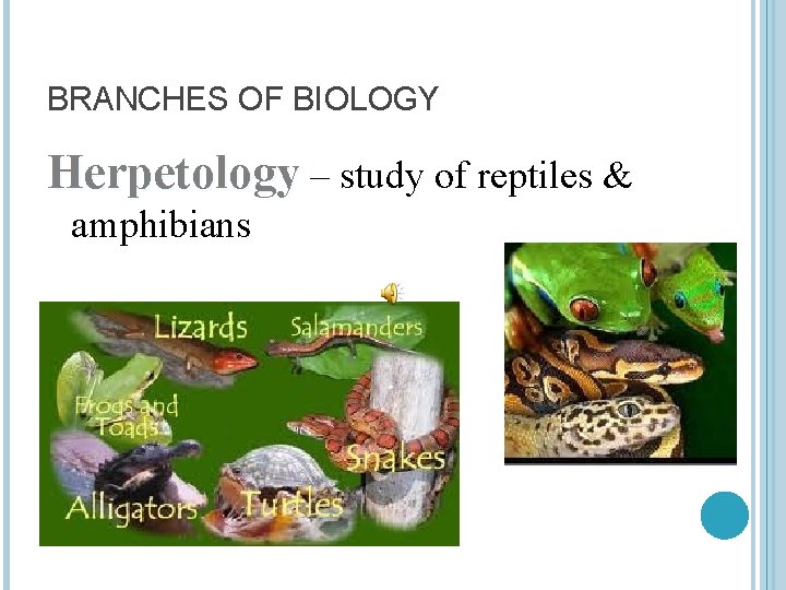BRANCHES OF BIOLOGY Herpetology – study of reptiles & amphibians 