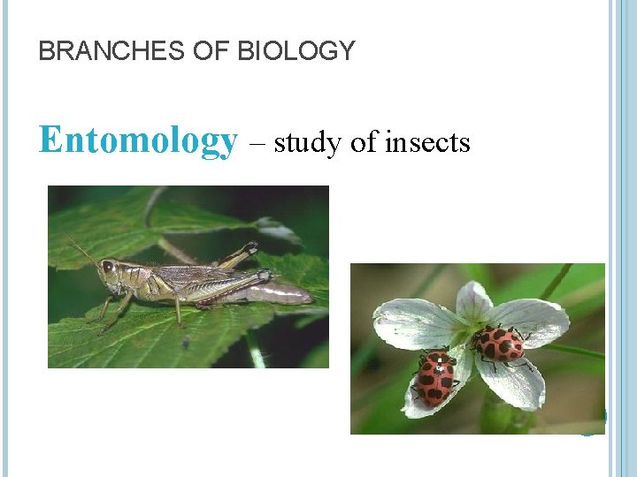 BRANCHES OF BIOLOGY Entomology – study of insects 