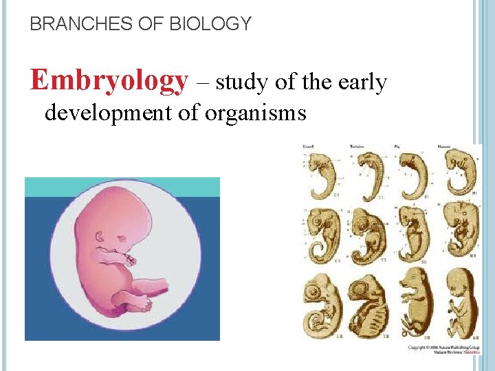 BRANCHES OF BIOLOGY Embryology – study of the early development of organisms 