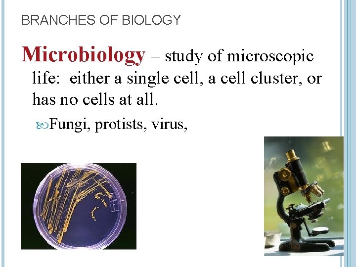 BRANCHES OF BIOLOGY Microbiology – study of microscopic life: either a single cell, a