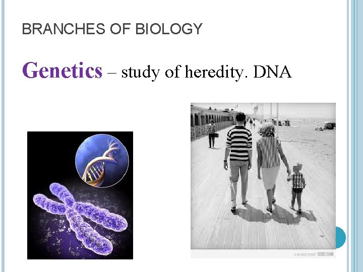 BRANCHES OF BIOLOGY Genetics – study of heredity. DNA 