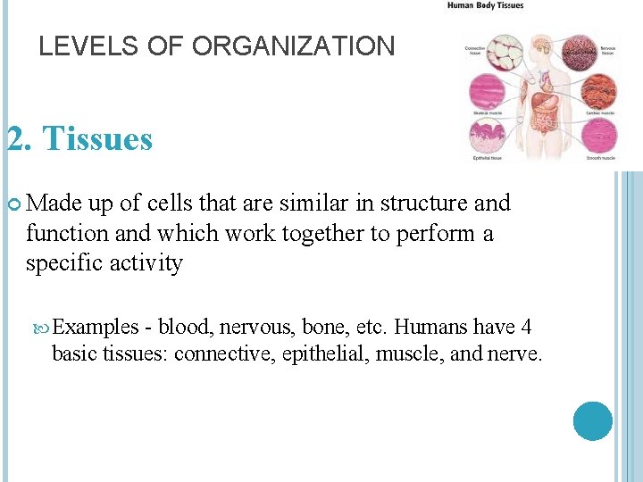 LEVELS OF ORGANIZATION 2. Tissues Made up of cells that are similar in structure