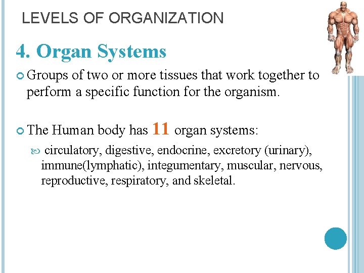 LEVELS OF ORGANIZATION 4. Organ Systems Groups of two or more tissues that work