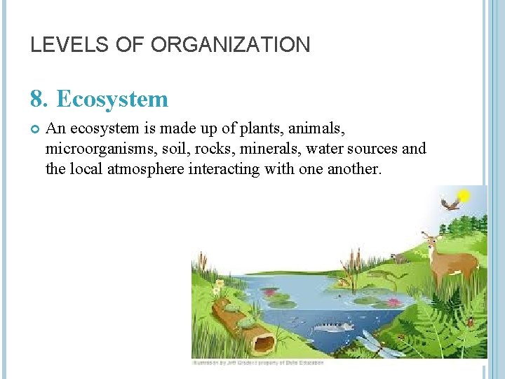 LEVELS OF ORGANIZATION 8. Ecosystem An ecosystem is made up of plants, animals, microorganisms,
