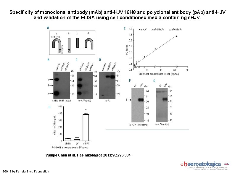 Specificity of monoclonal antibody (m. Ab) anti-HJV 18 H 8 and polyclonal antibody (p.