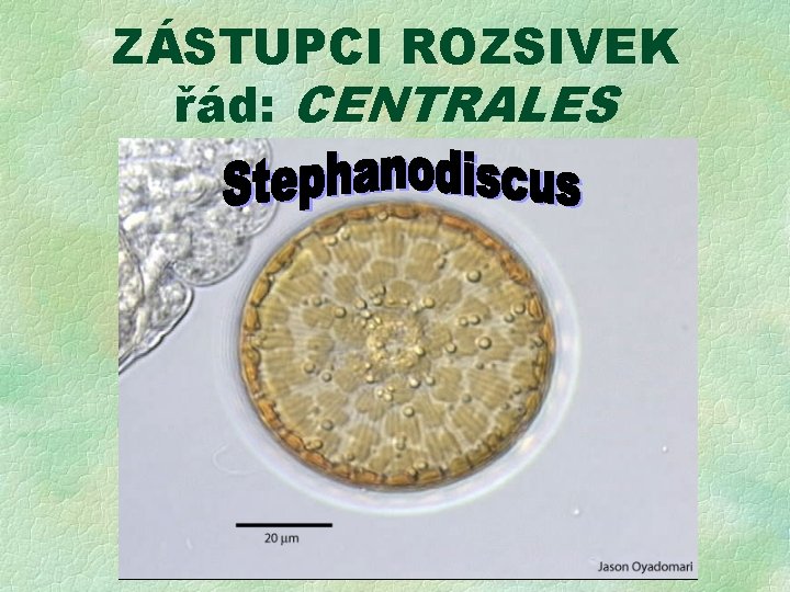 ZÁSTUPCI ROZSIVEK řád: CENTRALES Hydrosera 