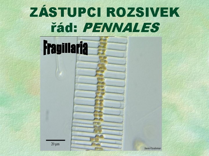 ZÁSTUPCI ROZSIVEK řád: PENNALES Gyrosigma Asterionella 