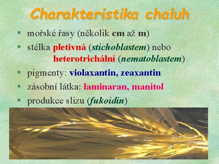 Charakteristika chaluh § mořské řasy (několik cm až m) § stélka pletivná (stichoblastem) nebo