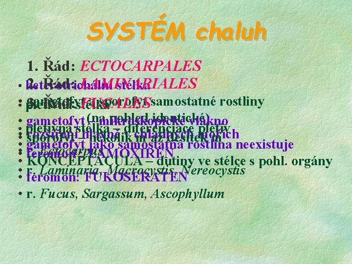 SYSTÉM chaluh 1. Řád: ECTOCARPALES 2. Řád: LAMINARIALES • heterotrichální stélka • • pletivná