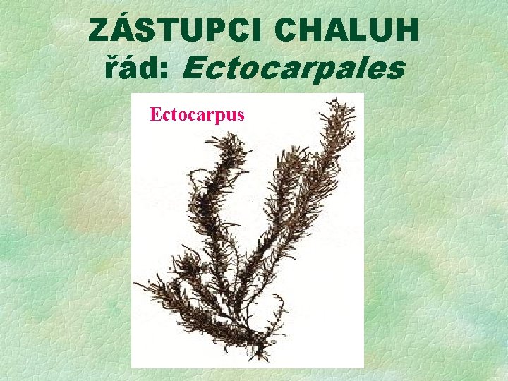 ZÁSTUPCI CHALUH řád: Ectocarpales Ectocarpus 