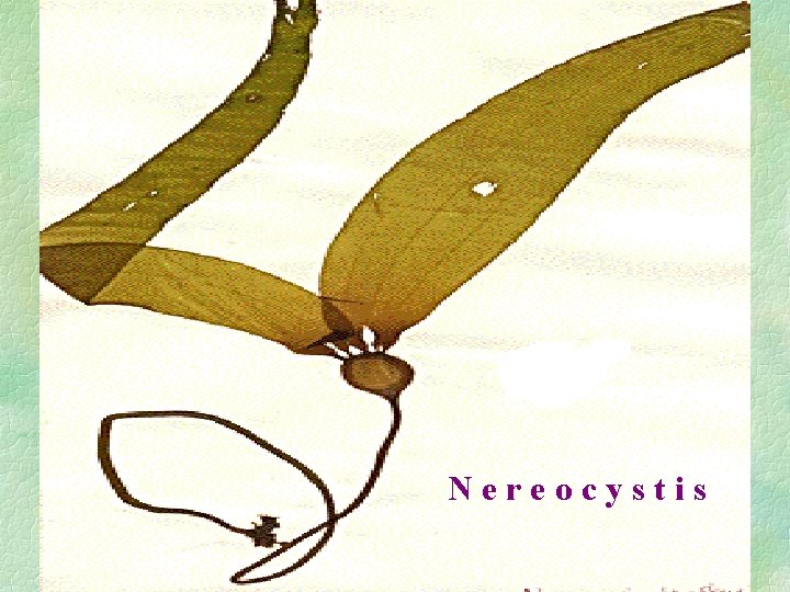 ZÁSTUPCI CHALUH řád: Laminariales Laminaria Nereocystis 