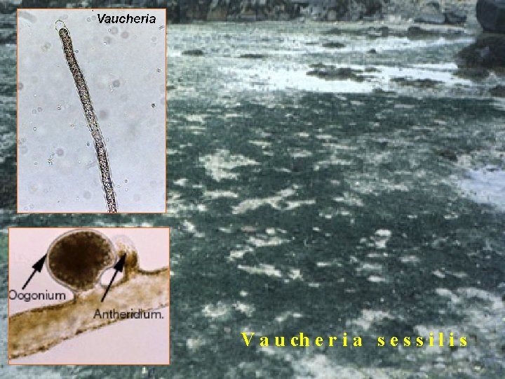 Ekologie sladkovodní, mořské i půdní řasy i symbionti ----------------------------- Systém různobrvek 1 ř. Rhizochloridales