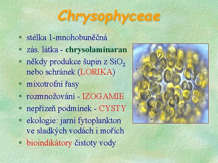 Chrysophyceae § stélka 1 -mnohobuněčná § zás. látka - chrysolaminaran § někdy produkce šupin